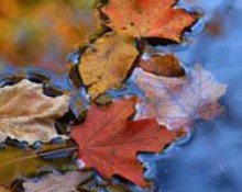 Floating Leaves