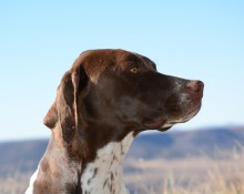 English pointer