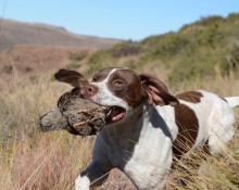 English pointer retrieving greywing partridge