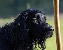 Cocker spaniel