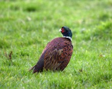 French ring necked pheasant