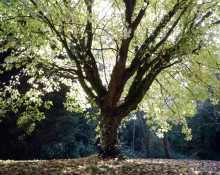 Sunshine through tree