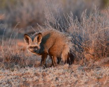 J+L-Ballard_African-Animals_Bat-earred-fox