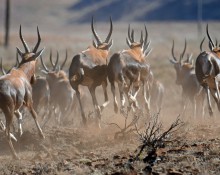 Running Blesbok