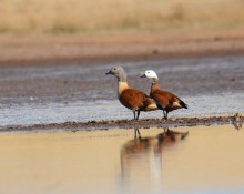 Shelducks