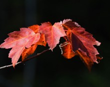 Fall Foliage