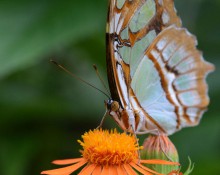 Clipper Butterfly