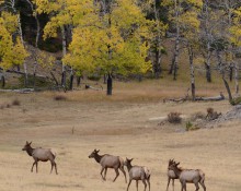 Fall Foliage