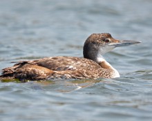 Common loon, Winter plummage