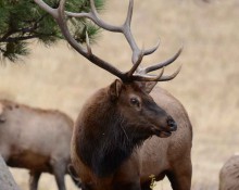 Elk