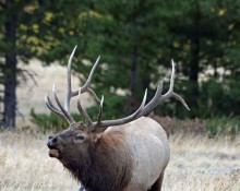 Elk Bugling Bull