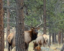 Elk In Timber