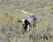 English setter charging through sagebrush