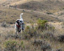 English setter on piont