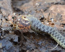 Garter Snake Eating Toad