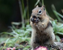 Goldenmantled Ground Squirrel