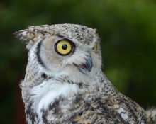 Great horned owl