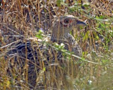 Hen pheasant hiding in grass