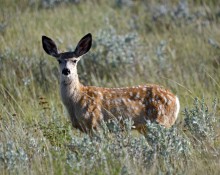 Mule Deer Fawn