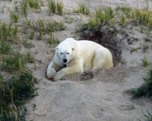 Polar Bear, Bedded
