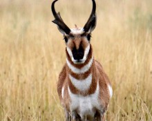 Pronghorn