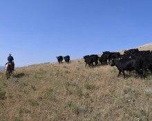 Rounding up cattle