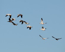 Snow geese, flying