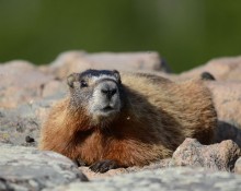 Yellow-bellied Marmot