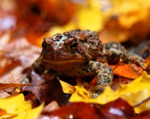 Connery Pond Rd Toad on leaves