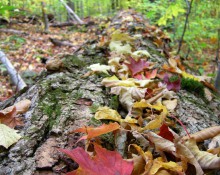 Fall Foliage