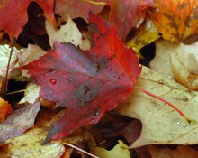 Fall Foliage