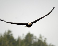 Bald eagle, flying