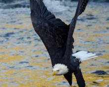 Bald eagle, flying with clam
