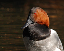 Canvasback duck