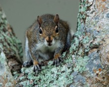 Eastern Gray Squirrel