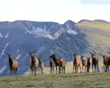 Elk Herd