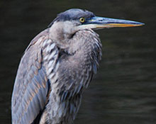 Great blue heron