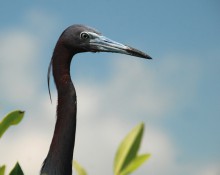 Little blue heron