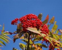 Mountain Ash Berries