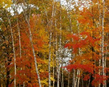 Fall Foliage