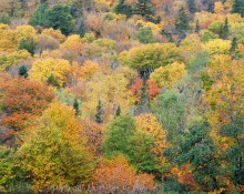 Fall Foliage