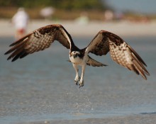 Osprey by beach