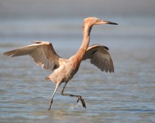 Reddish egret