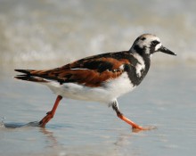 Ruddy turnstone