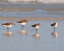 Sanderlings