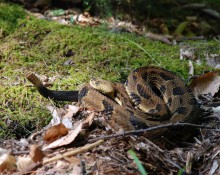 Timber Rattlesnake, Endangered