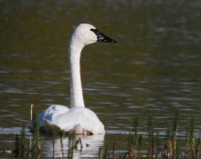 Trumpeter swan