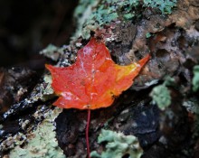Wet maple leaf on lichen log
