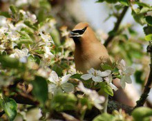 Cedar Waxwing