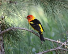 Western Tanager